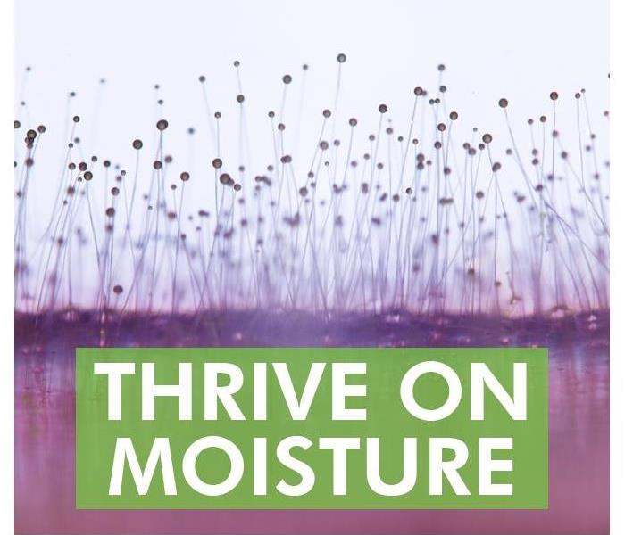 Background of mold spores, sign that says THRIVE ON MOISTURE
